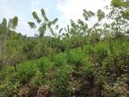 Tea and Rubber Land For Sale