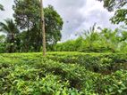 Tea Cultivated Land for Sale in Avissawella.