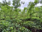 Tea Cultivated Multipurpose Land for Sale in Avissawella.