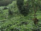 Tea Estate And Luxury Bunglow For Sale In Rathnapura - CC946