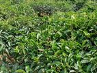 Tea Estate for Sale Alawatugoda