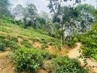 Tea Estate for Sale Bandarawela