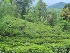Tea Estate for Sale Moragala