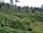 Tea Estate Land for Sale Udugama