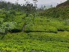 Tea Estate for Sale in Hatton