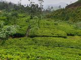 Tea Estate for Sale in Hatton