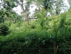 Tea Estate for sale in Rangala | Kandy