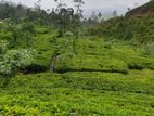 Tea Estate for Sale in Ratnapura