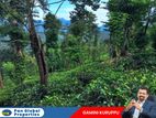 Tea Estate For Sale in Wattegama, Kandy