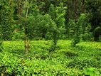 Tea Estate for Sale in Wattegama, Kandy