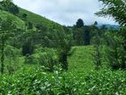 Tea Estate for Sale in Wattegama, Kandy
