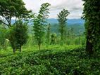 Tea Estate for Sale in Wattegama, kandy