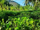 Tea Estate for Sale Kandy Katugastota