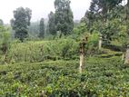 Tea Estate for Sale – Matale District