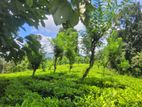 Tea Estate for Sale - Matale