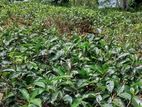 Tea Estate for Sale Rangala Kandy