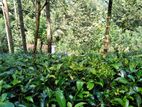 Tea Estate for Sale - Yatiyanthota