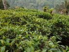 Tea Estate for Sale Attampitiya