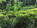 Tea Estate Land for Sale
