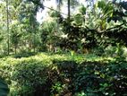 Tea Estate Land for Sale Kithulgala