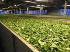Tea Factory for Rent Matara