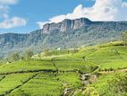 Tea Land with House for Sale Deniyaya