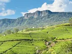 Tea Land with House for Sale Deniyaya