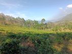 Tea Land with House for Sale Deniyaya