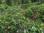 Tea Land for Sale Alawathugoda