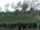 Tea Land for Sale Baddegama Galle