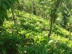 Tea Land for Sale - Hali Ela