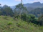Tea land