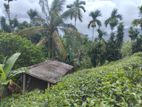 Tea Land for Sale in Deniyaya
