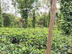 Tea Land for Sale in Kalpitiya, Nawalapitiya