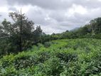 Tea Land for sale in Kalutara | Bulathsinghala