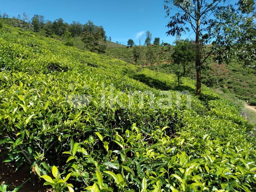 Tea Land for Sale in Low Country Matara CL440 ikman