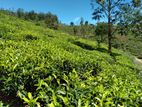 Tea Land for Sale in Low Country Matara - CL440