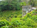 Tea Land For Sale in Mawanella