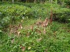 Tea Land for Sale in Pitabeddara