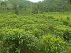 Tea Land for Sale in Poddiwala , Elipitiya