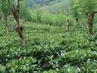 Tea Land For Sale in Ratnapura