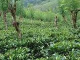 Tea Land For Sale in Ratnapura