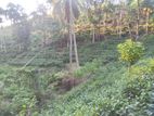 Tea Land for Sale කොටපොල