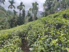 Tea Land for sale in bateyaya