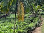 Tea Land for Sale Matugama