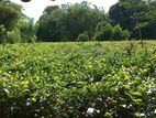 Tea Land for Sale Matugama Pelawatta