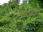 Tea Land for Sale near Manan Ella Waterfall, Ellawala
