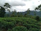 Tea Land For Sale - Ratnapura | Kalawana