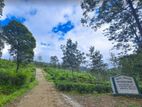 Tea land of sale pussellawa Nuwaraeliya Road