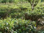 Tea Land with House for Sale in Pitigala Galle